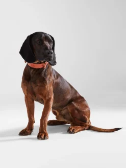 Collar perro SILBONxLADRANGAUCHO cuero