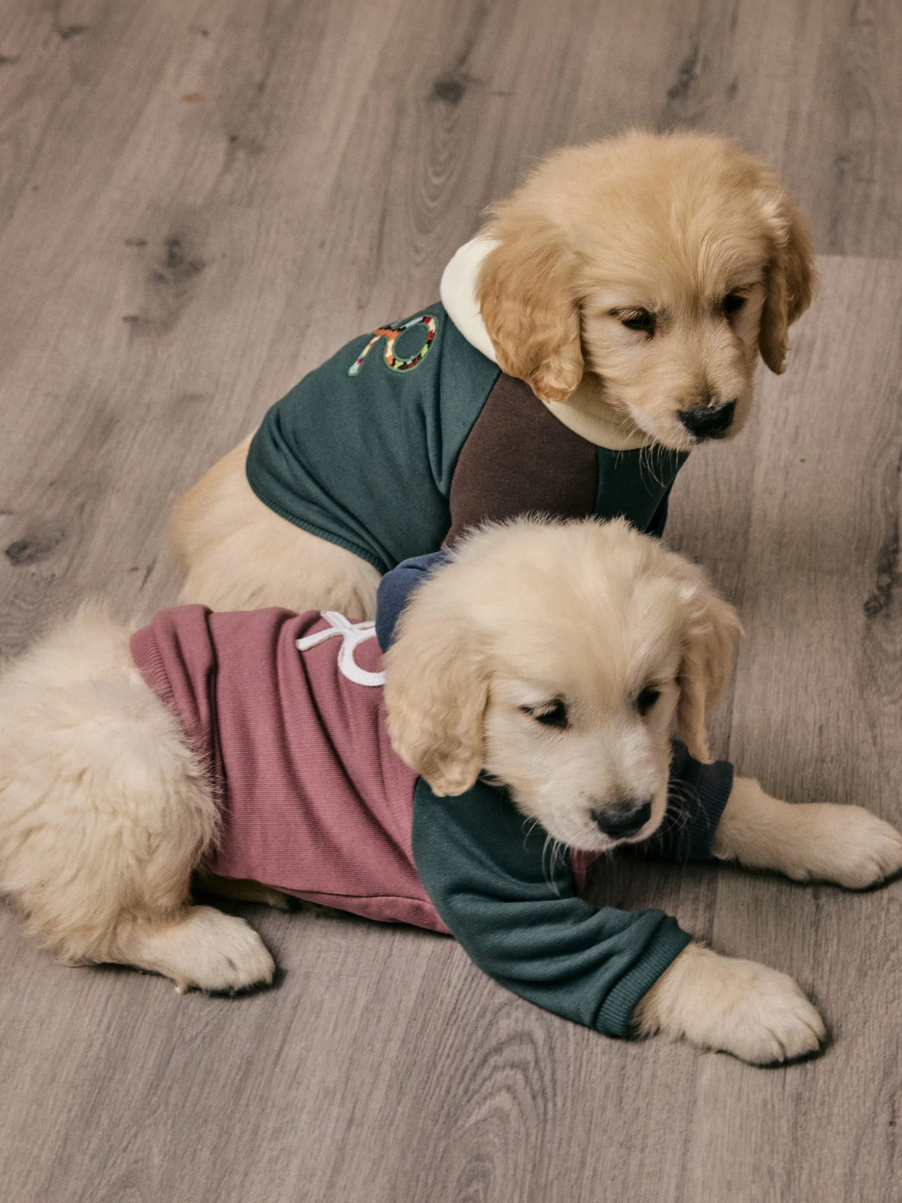 Sudadera mascotas hoodie multicolor burdeos