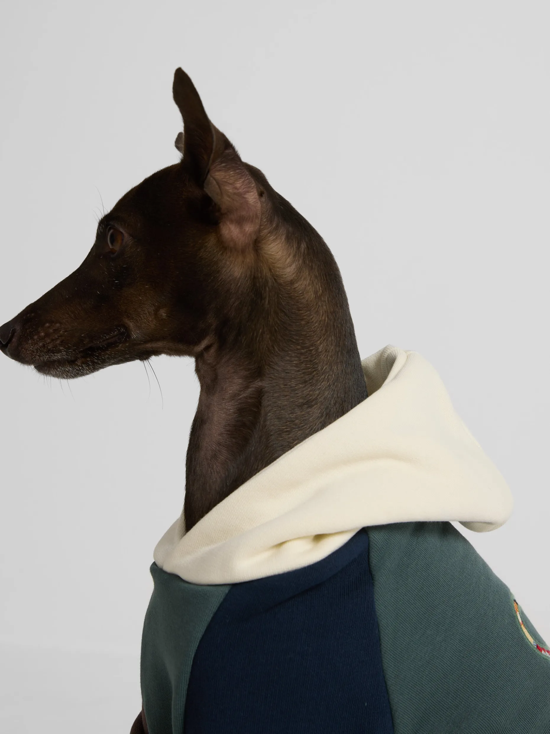 Sudadera mascotas hoodie multicolor verde